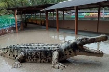Teluk Sengat Crocodile Farm